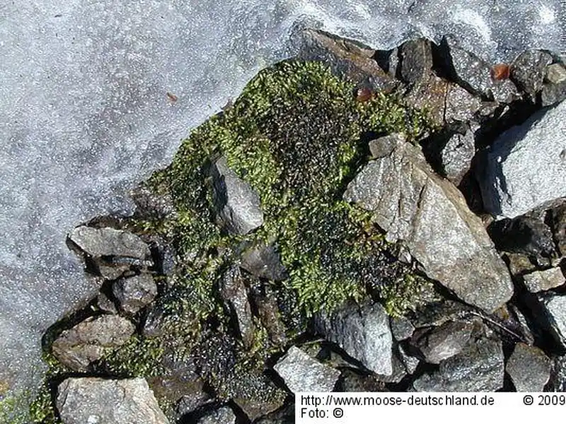 Fotografie Brachythecium glaciale Schimp.