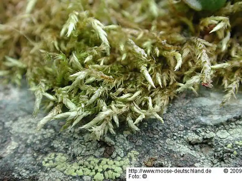 Fotografie Brachythecium latifolium Kindb.