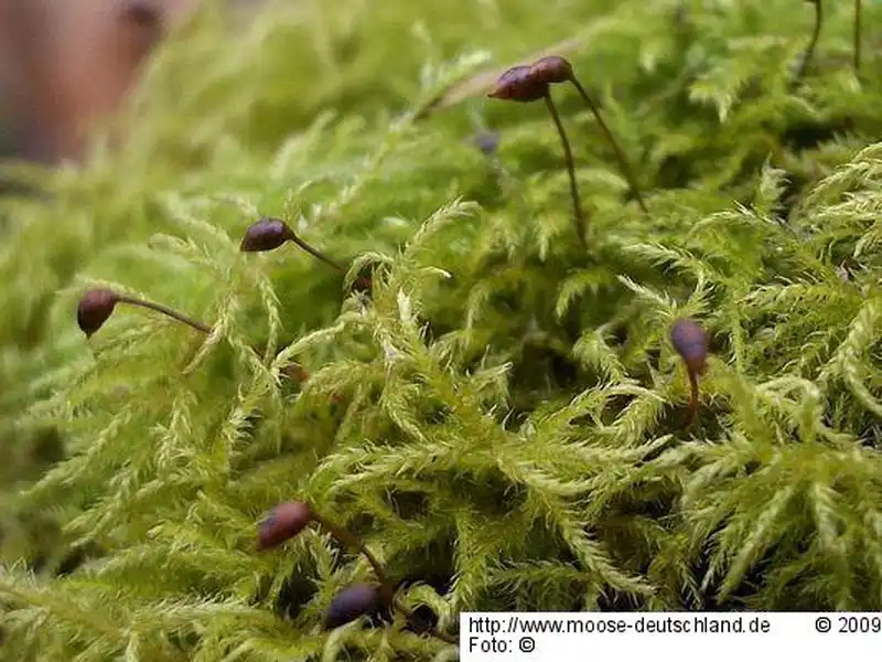 Fotografie Brachythecium reflexum (Starke) Schimp.