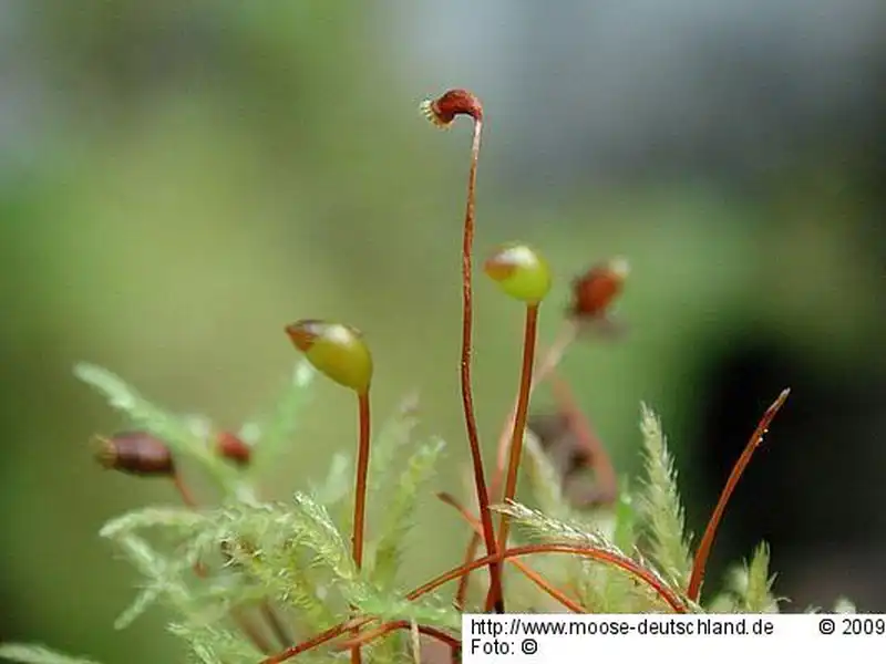 Sporophyt | Foto von Michael Lüth