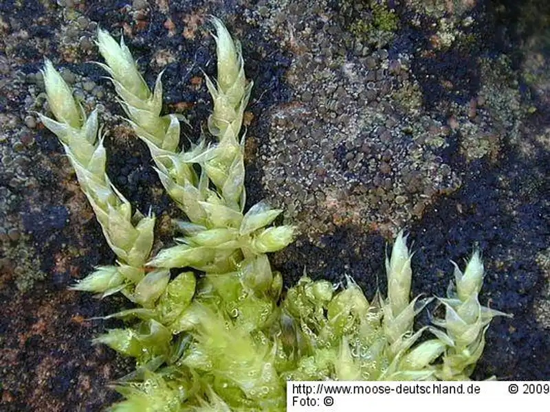 Fotografie Brachythecium salebrosum (Hoffm. ex F.Weber & D.Mohr) Schimp.