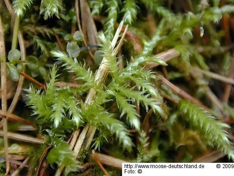 Fotografie Brachythecium starkei (Brid.) Schimp.