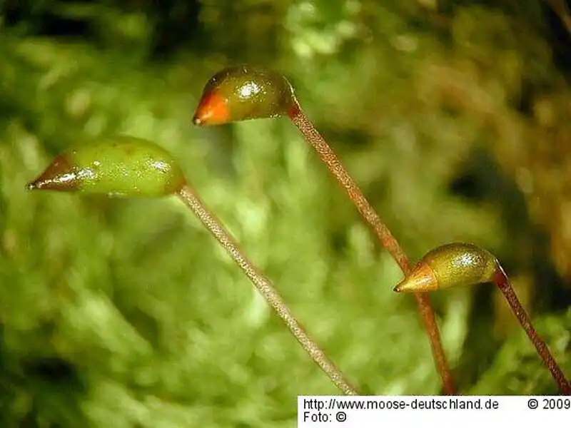 Sporophyt | Foto von Michael Lüth