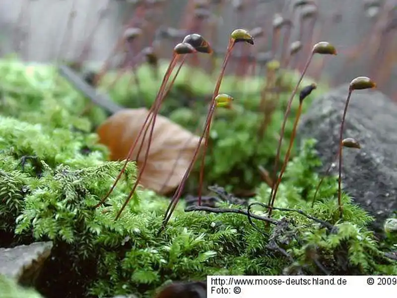 Fotografie Brachythecium velutinum (Hedw.) Schimp.