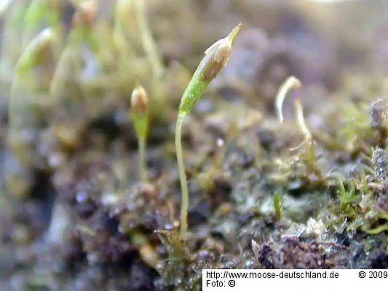 Sporophyt | Foto von Michael Lüth