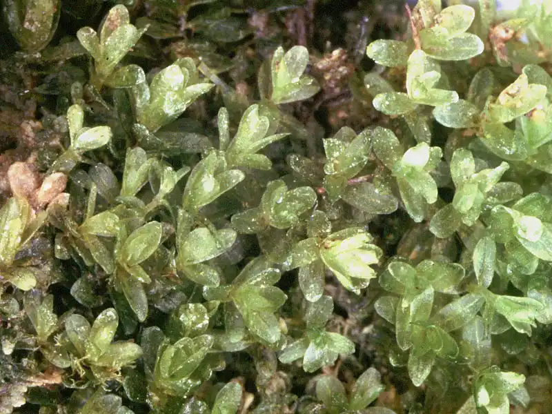 Fotografie Bryum cyclophyllum (Schwägr.) Bruch & Schimp.