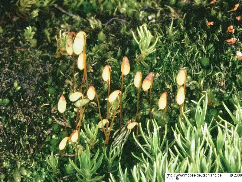 Fotografie Bryum oblongum Lindb.