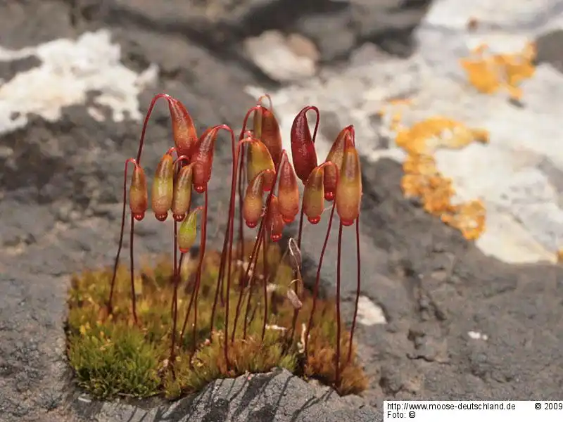 Fotografie Bryum radiculosum Brid.