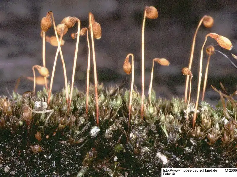 Fotografie Bryum salinum I.Hagen ex Limpr.