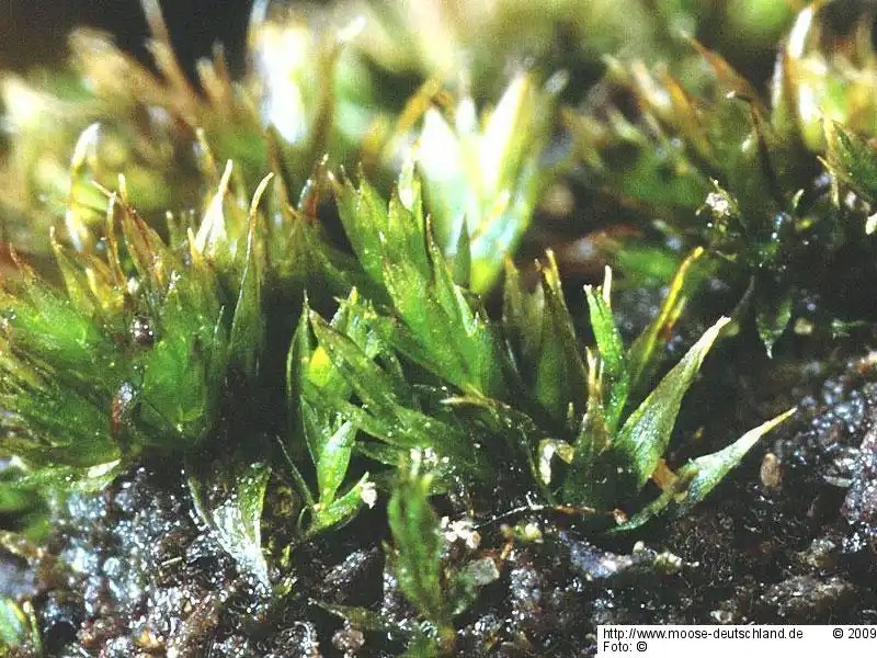 Fotografie Bryum tenuisetum Limpr.