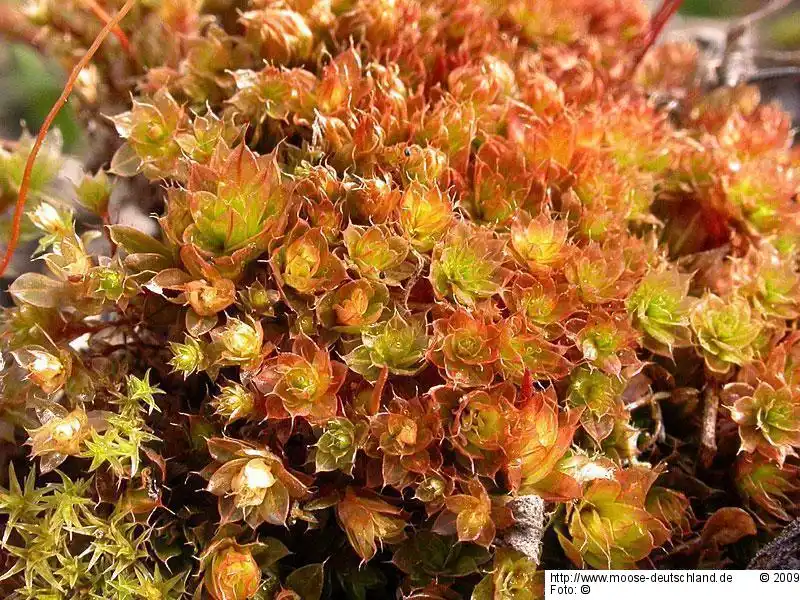 Fotografie Bryum torquescens Bruch & Schimp.