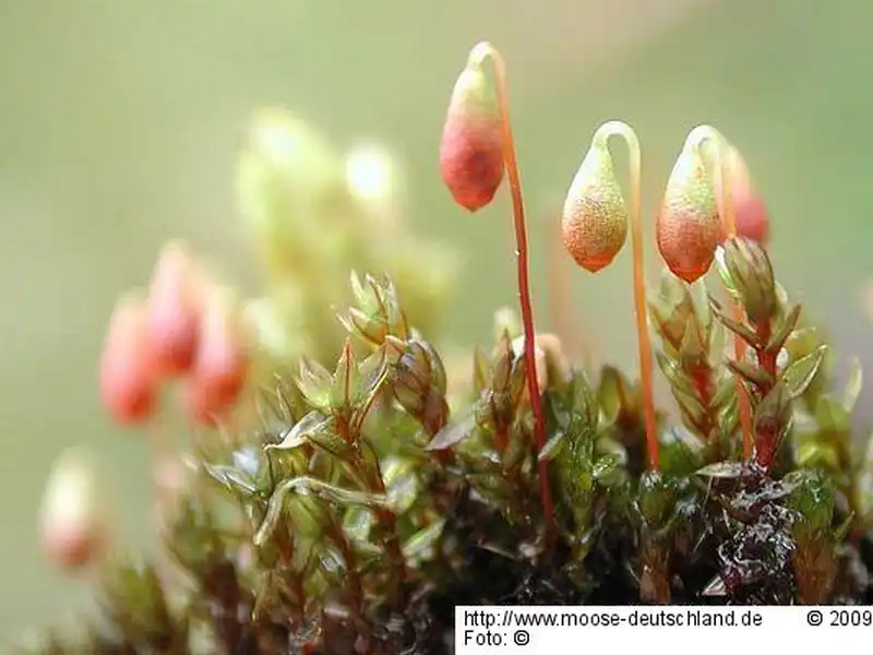 Fotografie Bryum alpinum Huds. ex With.