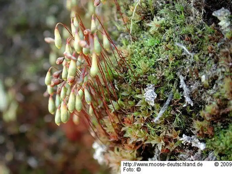 Fotografie Bryum arcticum (R.Br.) Bruch & Schimp.