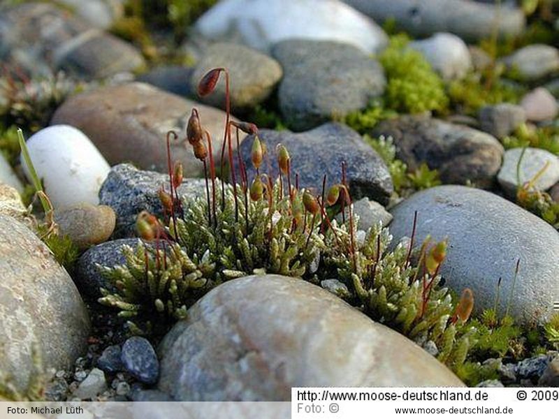 Verbreitung Bryum argenteum Hedw. Mezzanine