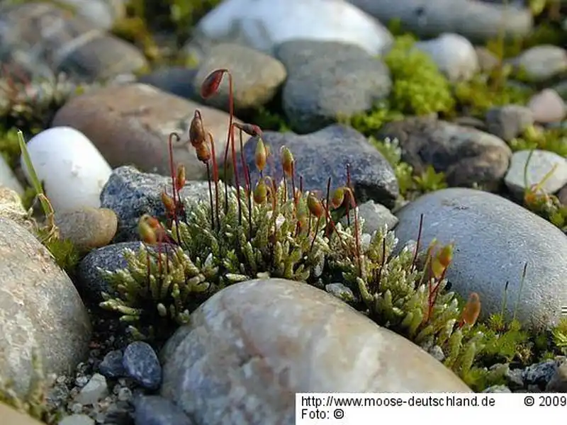 Fotografie Bryum argenteum Hedw.