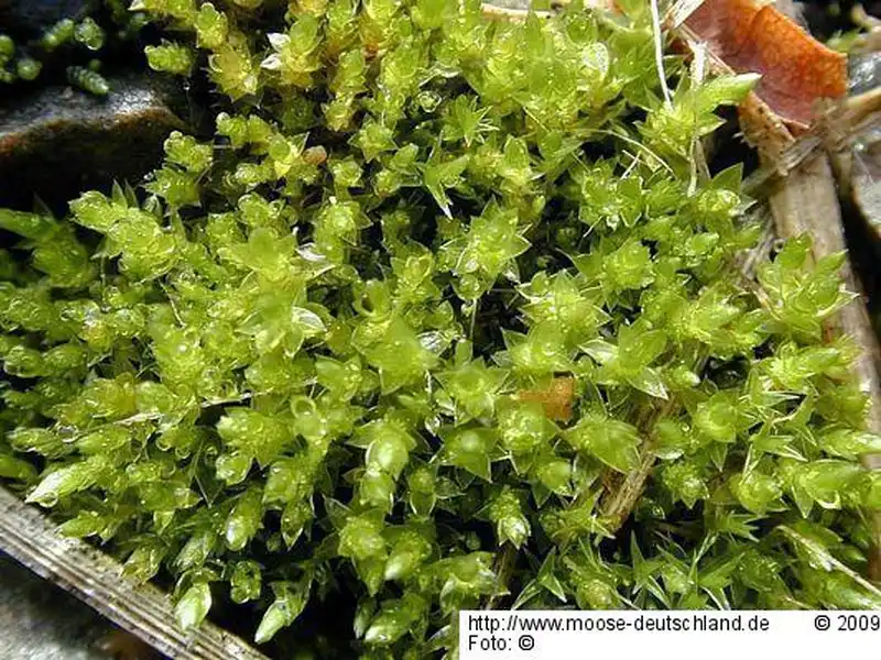 Fotografie Bryum barnesii J.B.Wood