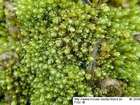 Bryum bicolor Dicks.