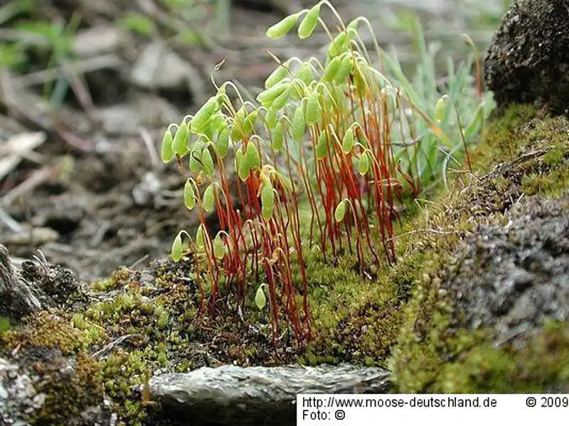 Fotografie Bryum caespiticium Hedw.