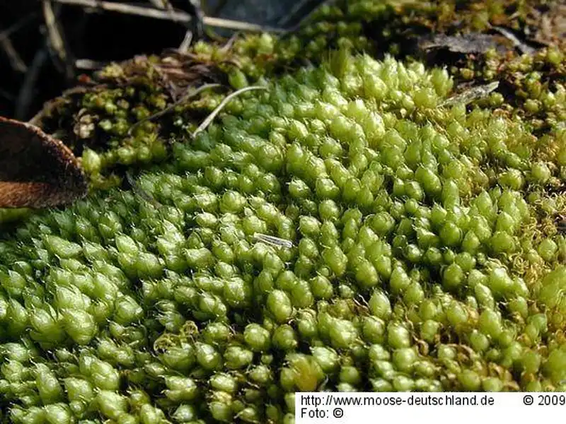 Fotografie Bryum elegans Nees