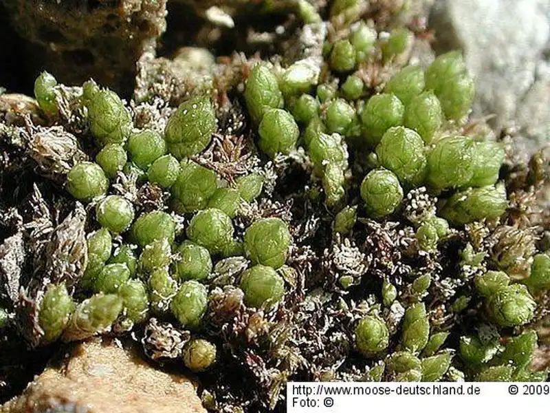 Fotografie Bryum funckii Schwägr.