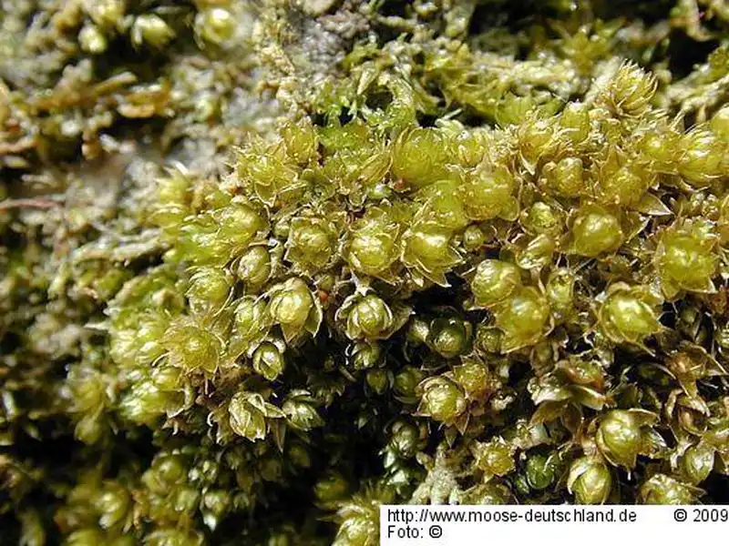 Fotografie Bryum gemmiparum De Not.