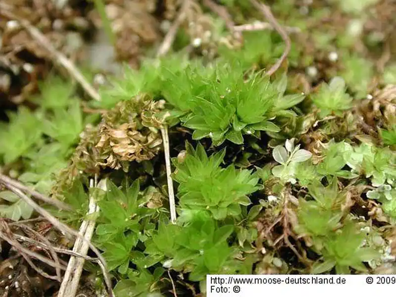 Fotografie Bryum inclinatum (Brid.) Blandow