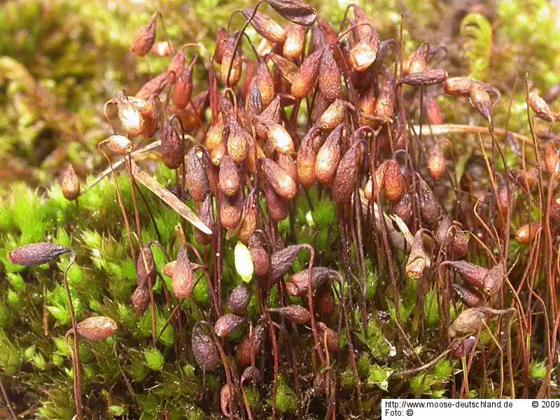 Sporophyt | Foto von Dr. Monika Koperski