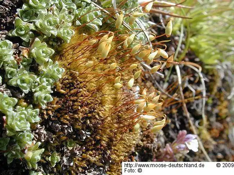 Fotografie Bryum pallescens Schleich. ex Schwägr.