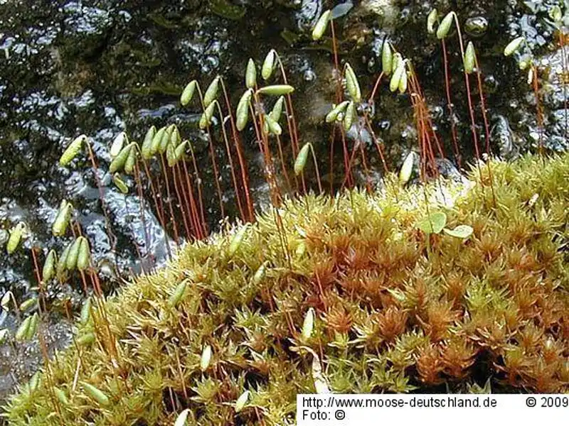 Fotografie Bryum pseudotriquetrum (Hedw.) P.Gaertn., E.Mey. & Scherb. var. pseudotriquetrum