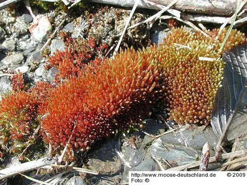 Fotografie Bryum rutilans auct. eur. non Brid.