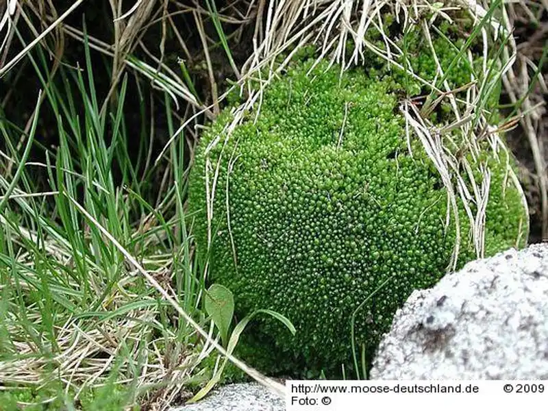 Fotografie Bryum subapiculatum Hampe