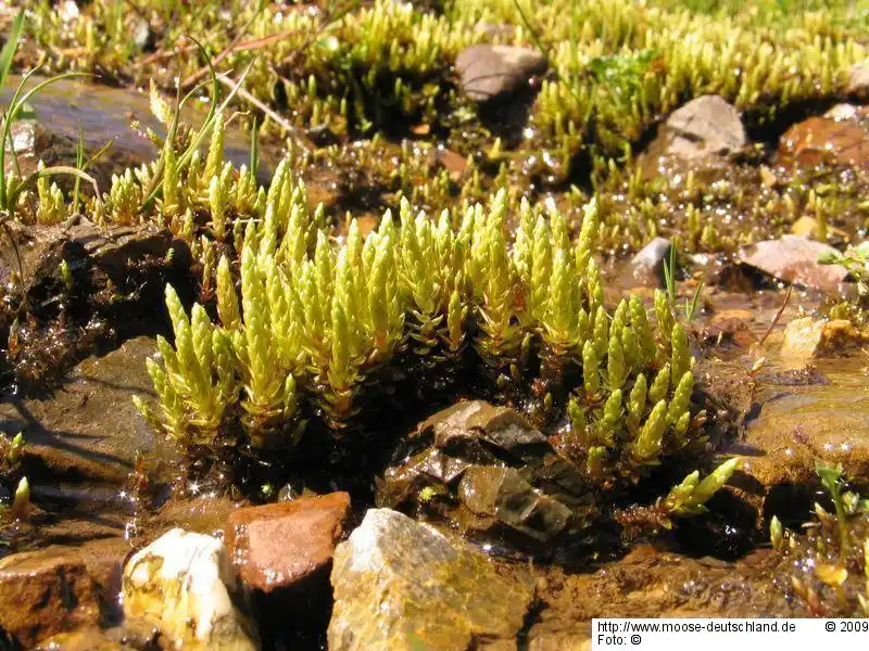 Fotografie Bryum schleicheri var. latifolium (Schwägr.) Schimp.