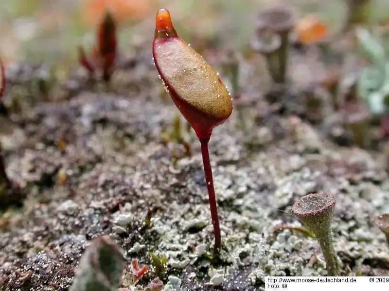 Fotografie Buxbaumia aphylla Hedw.