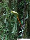 Buxbaumia viridis (Moug. ex Lam. & DC.) Brid. ex Moug. & Nestl.