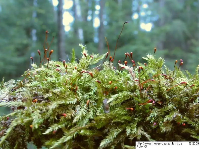 Habitus | Foto von Dr. Oliver Dürhammer