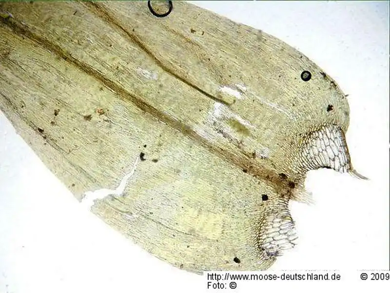 Blättchen | Foto von Michael Lüth