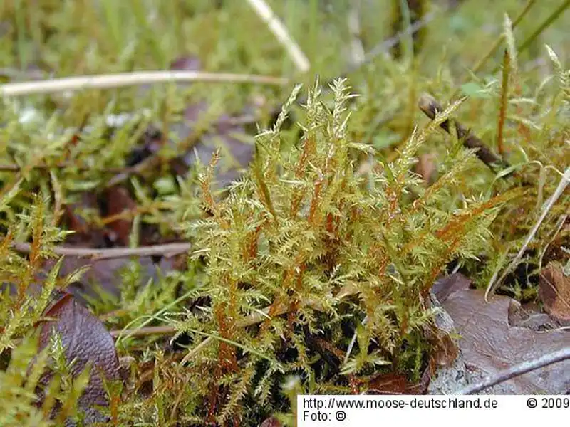 Fotografie Calliergonella cuspidata (Hedw.) Loeske