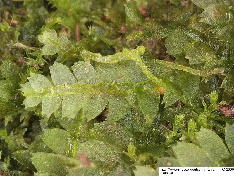 Fotografie Calypogeia arguta Nees & Mont.