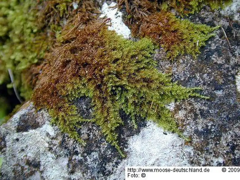 Fotografie Campylium halleri (Hedw.) Lindb.