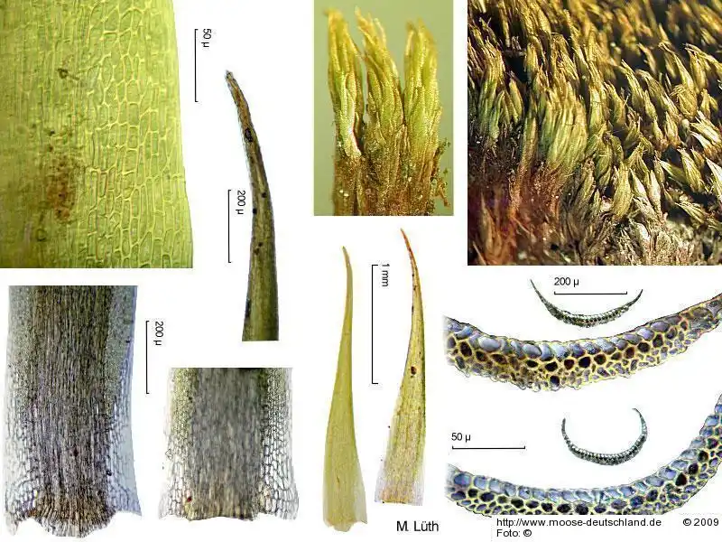 Fotografie Campylopus gracilis (Mitt.) A.Jaeger