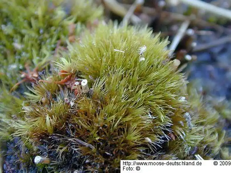 Fotografie Campylopus brevipilus Bruch & Schimp.