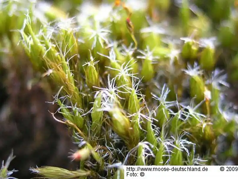 Fotografie Campylopus introflexus (Hedw.) Brid.