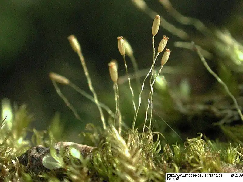 Fotografie Campylostelium saxicola (F.Weber & D.Mohr) Bruch & Schimp.