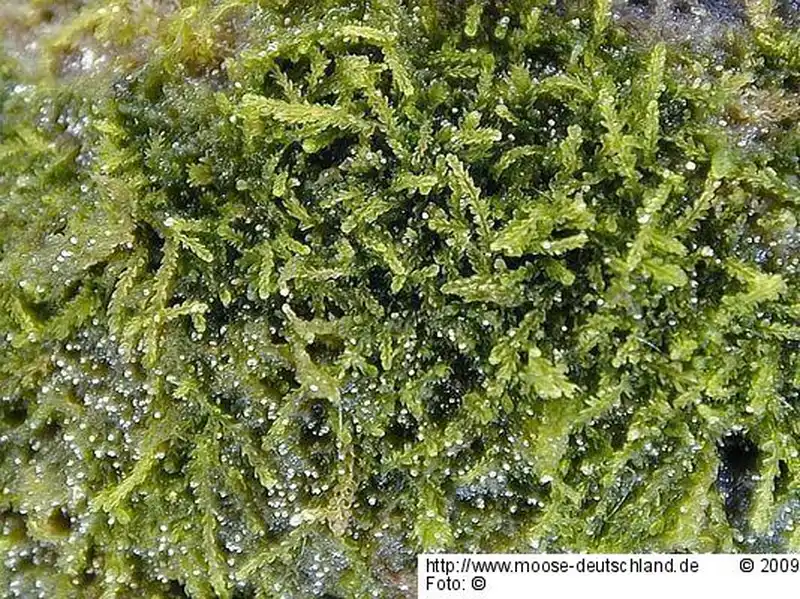 Gametophyt | Foto von Michael Lüth