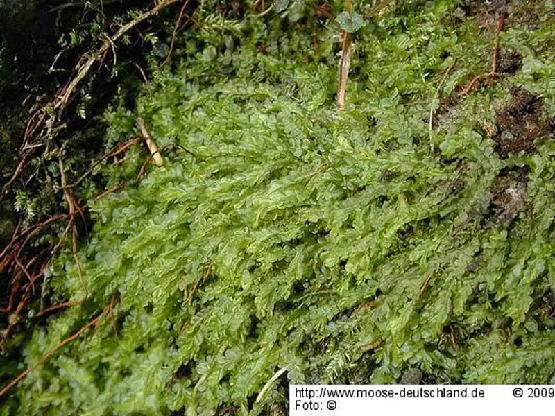 Fotografie Chiloscyphus pallescens (Ehrh. ex Hoffm.) Dumort