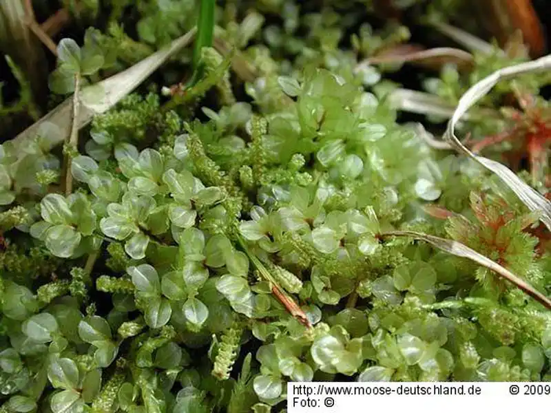 Fotografie Cinclidium arcticum (Bruch & Schimp.) Schimp.