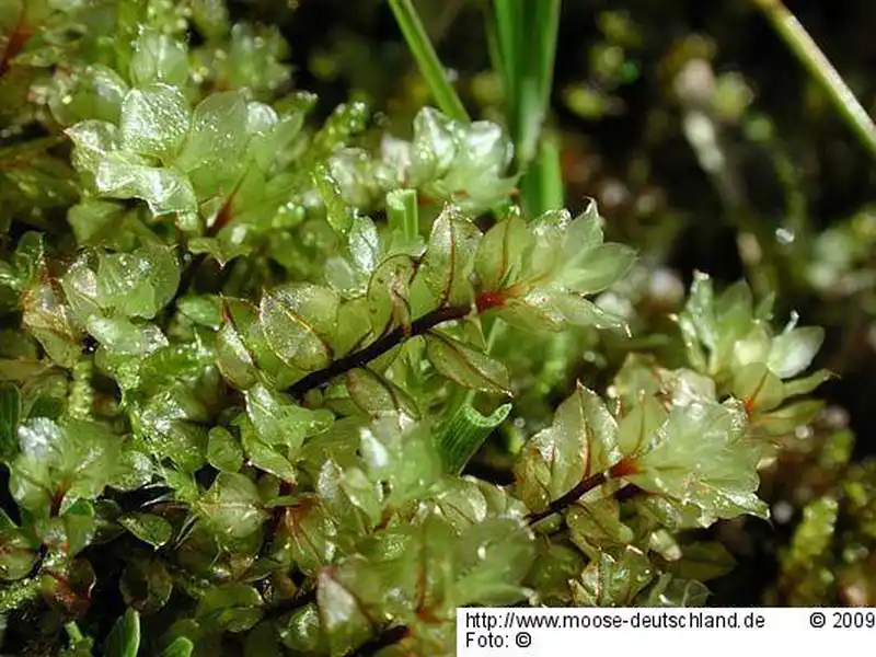 Fotografie Cinclidium stygium Sw.