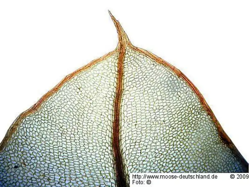 Blättchen | Foto von Michael Lüth