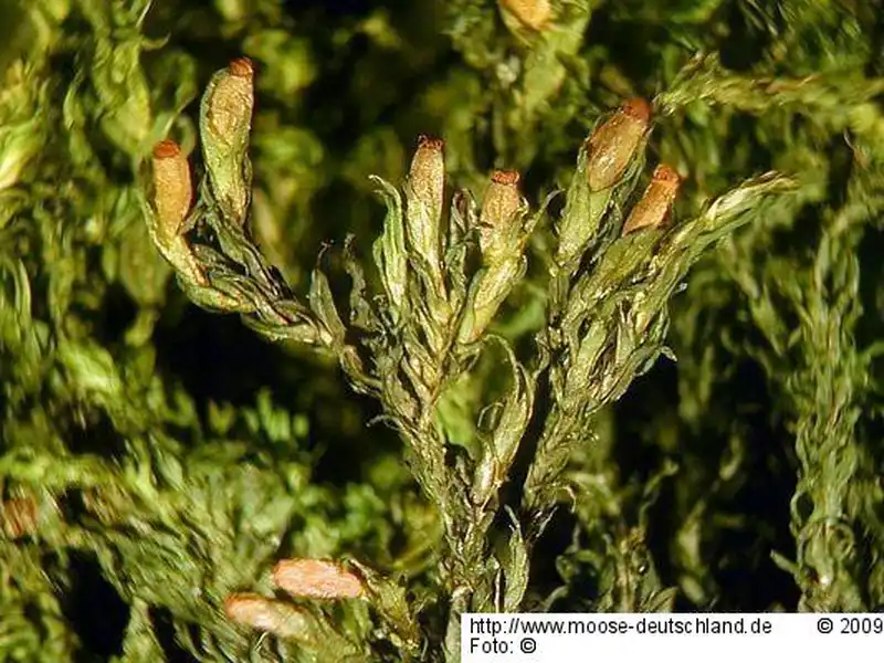 Fotografie Cinclidotus fontinaloides (Hedw.) P.Beauv.