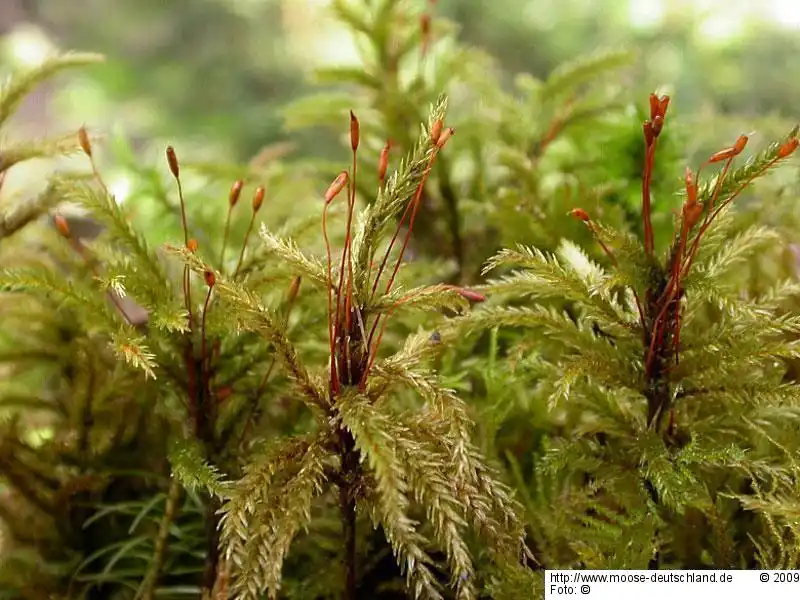 Fotografie Climacium dendroides (Hedw.) F.Weber & D.Mohr